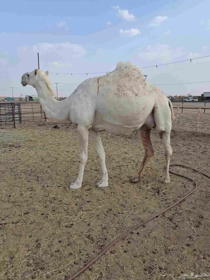 للبيع لقحه مقرب طيبه 0