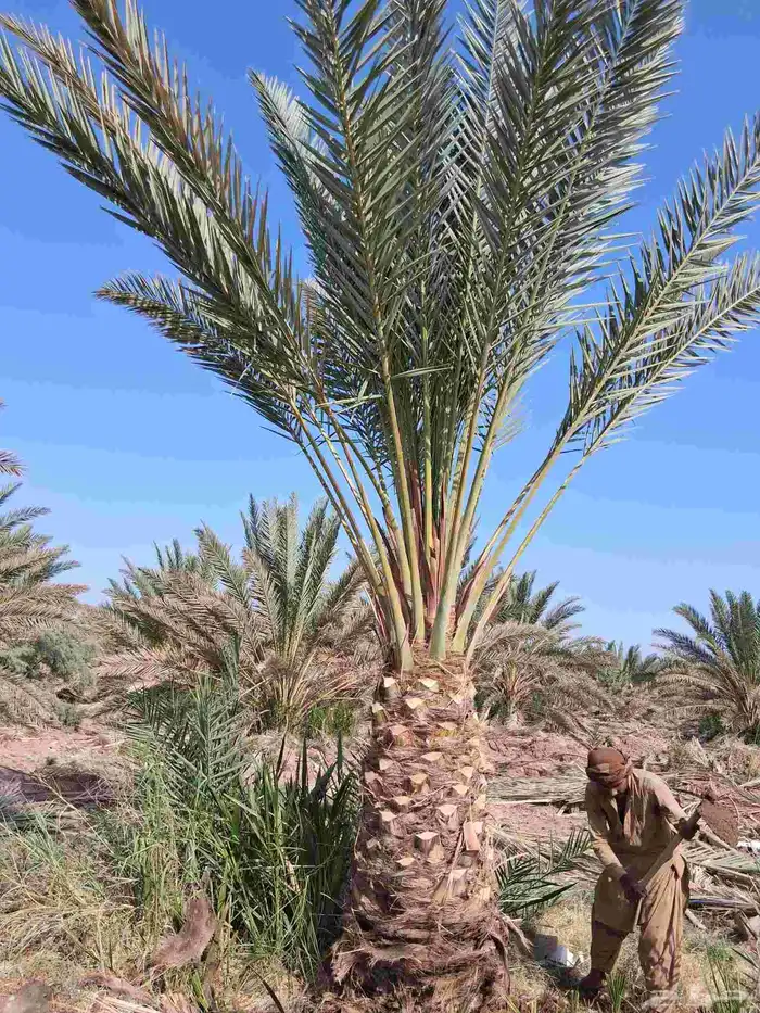 نخل برني وروثانه للبيع كميه متوفره 4