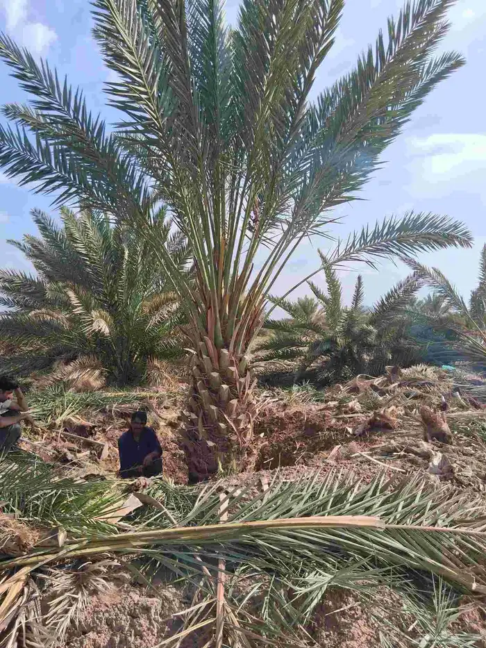 نخل برني وروثانه للبيع كميه متوفره 3