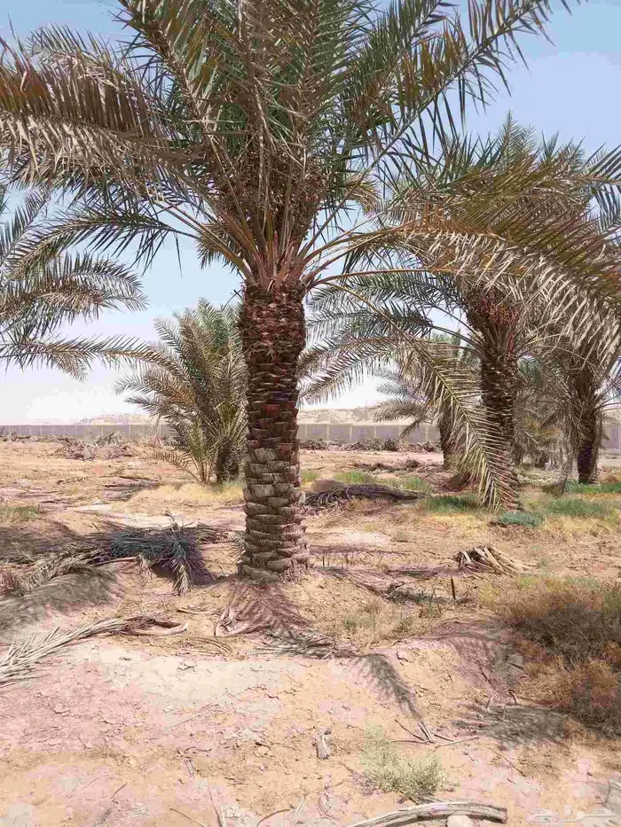 نخل نقايل نخيل عربي نقايل وفسايل عربي مثمر جميع المقسات نخل 0