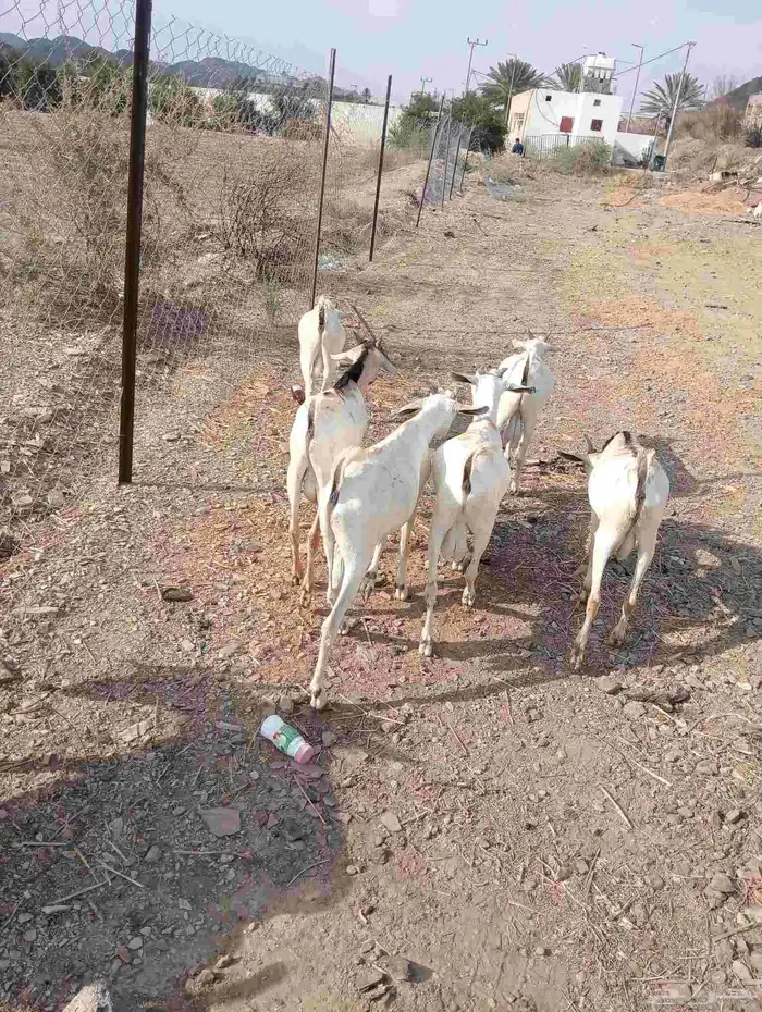 موقعنا الباحة الرياض جدة 28