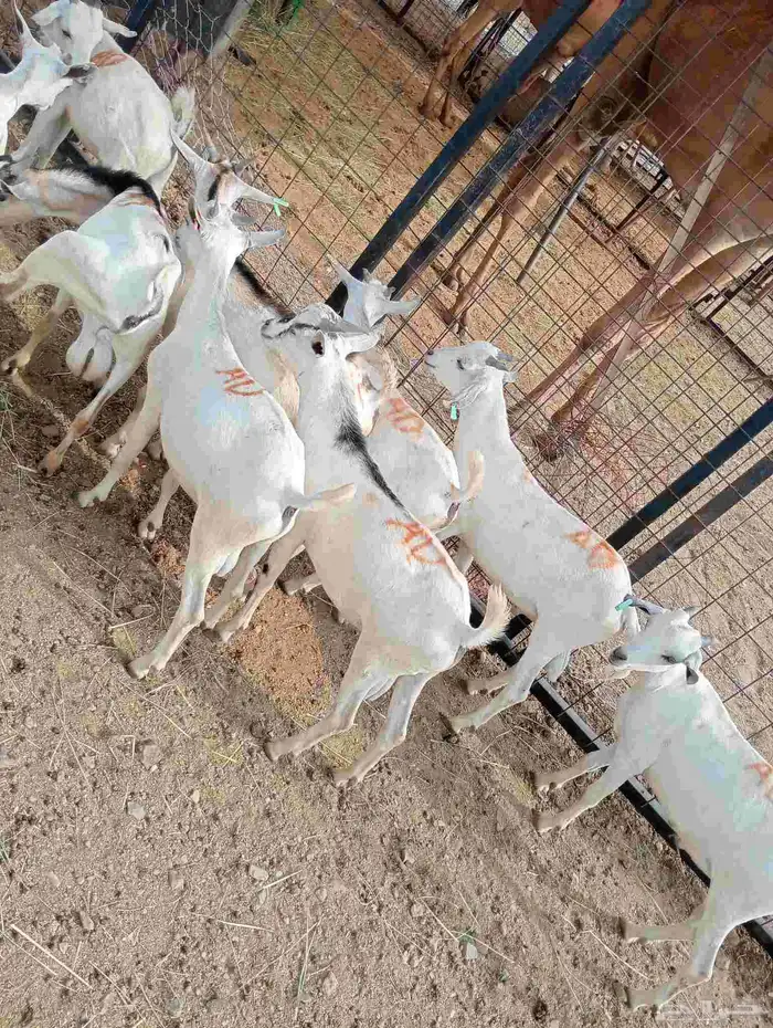 موقعنا الباحة الرياض جدة 18