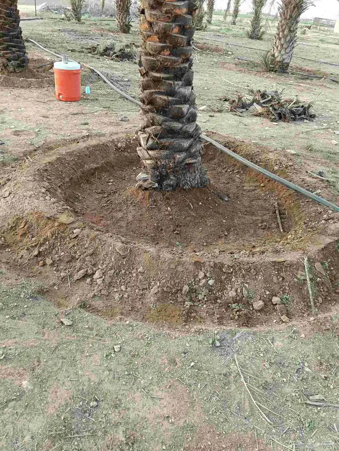 يوجد لدينا من جميع انواع الفروخ والنخيل النقايل تشبيك المزار 2