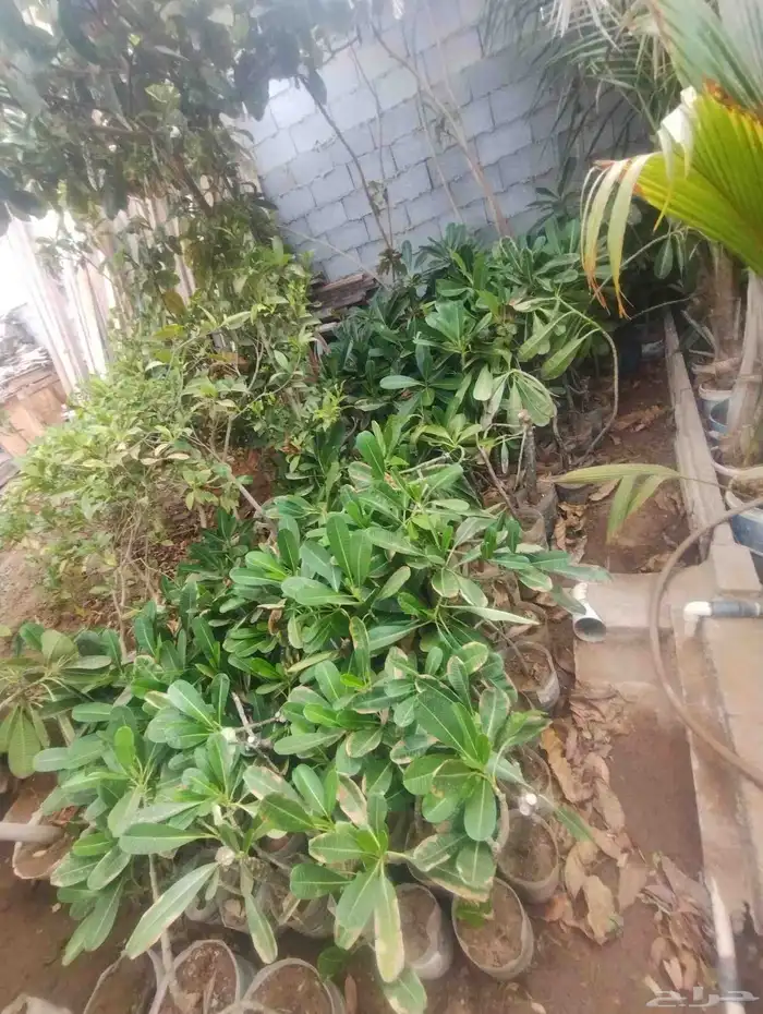 بيع ياسمين هندي جمله 10   فقط 1