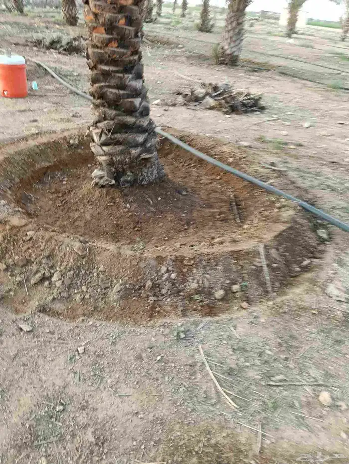 يوجد لدينا من جميع انواع الفروخ والنخيل النقايل تشبيك المزار 1