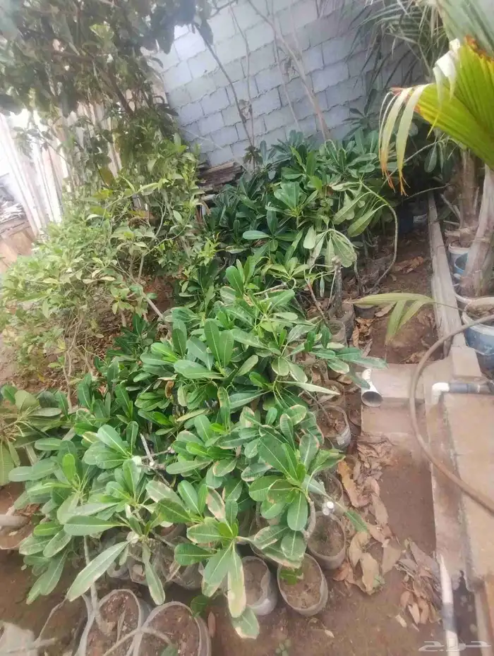 بيع ياسمين هندي جمله 10   فقط 0