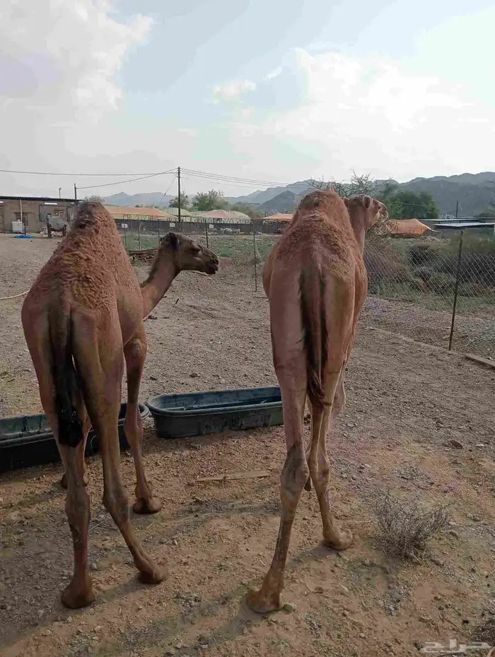 موقعنا الباحة الرياض جدة 11
