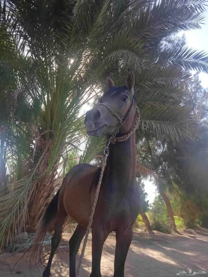 مدرب خيل مصري الجنسية خبرة عالية تواصل 3