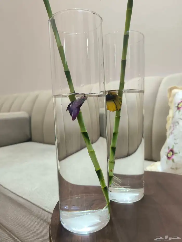 اسماك الزينة مع حوض وشجرة البابو 2