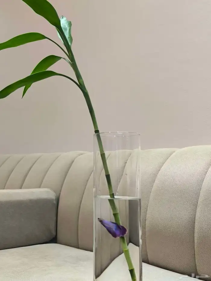 اسماك الزينة مع حوض وشجرة البابو 4