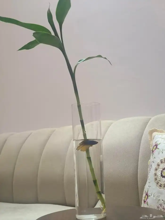 اسماك الزينة مع حوض وشجرة البابو 6