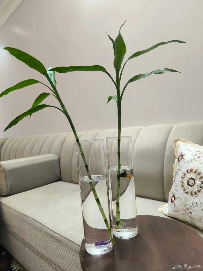 اسماك الزينة مع حوض وشجرة البابو 5