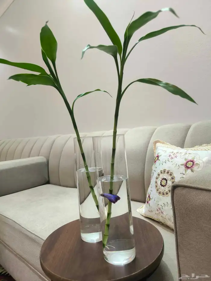 اسماك الزينة مع حوض وشجرة البابو 0