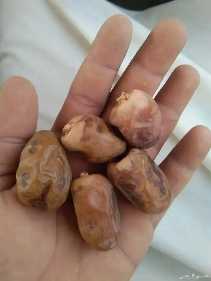 متوفر شيشي كميه كبيره 0