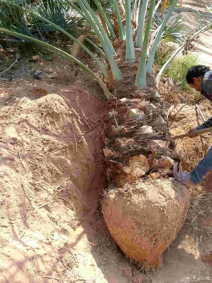 عندن جميع انواع النخيل المثمرا والمجزار ويوجد لدينا جميع 8