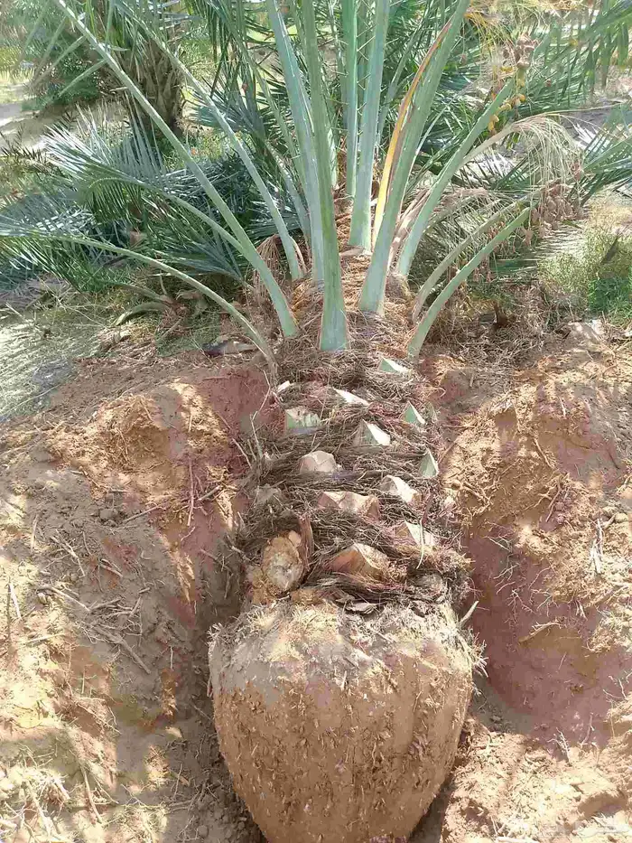 عندن جميع انواع النخيل المثمرا والمجزار ويوجد لدينا جميع 12