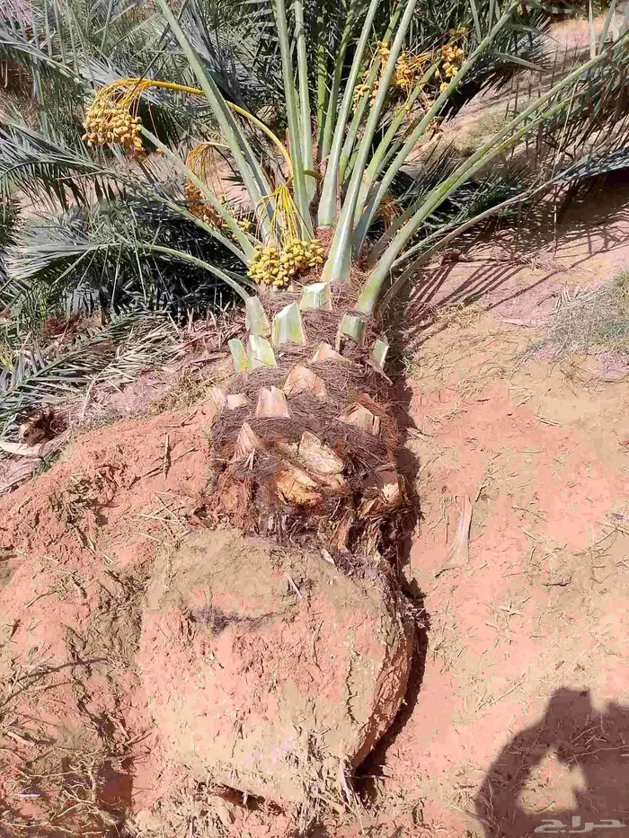 عندن جميع انواع النخيل المثمرا والمجزار ويوجد لدينا جميع 5