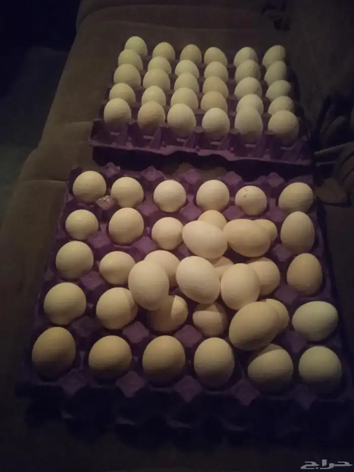 يوجد بيض دجاج بلدي الطبق 28 ريال 0