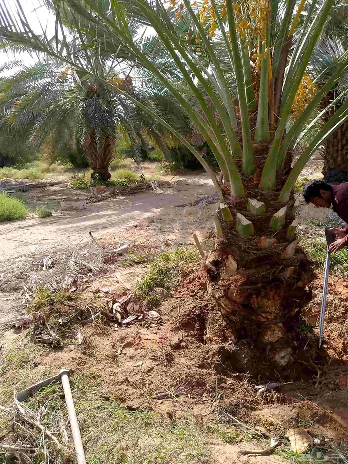 عندن جميع انواع النخيل المثمرا والمجزار ويوجد لدينا جميع 11