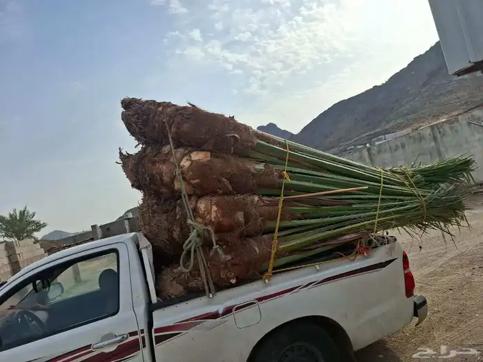 يوجد لدينا جميع انواع النخيل 1