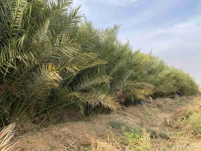 يوجد مشتل فروخ العدد كبير لتوصيل جميع مناطق المملكه 5