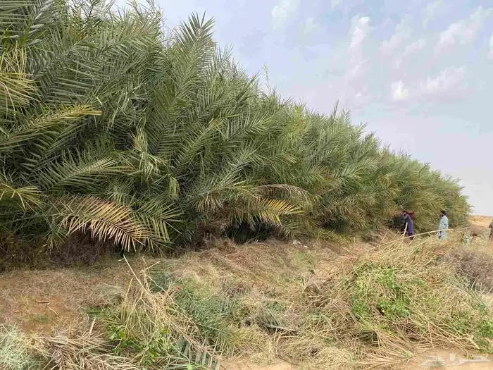 يوجد مشتل فروخ العدد كبير لتوصيل جميع مناطق المملكه 6