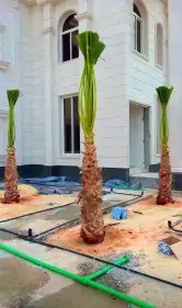 نخيل واشنطن زينه 7