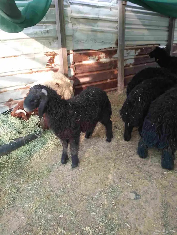 خرفان طليان ذبايح 2