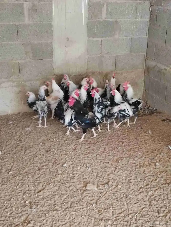 دجاج وديوك دندراوي 2