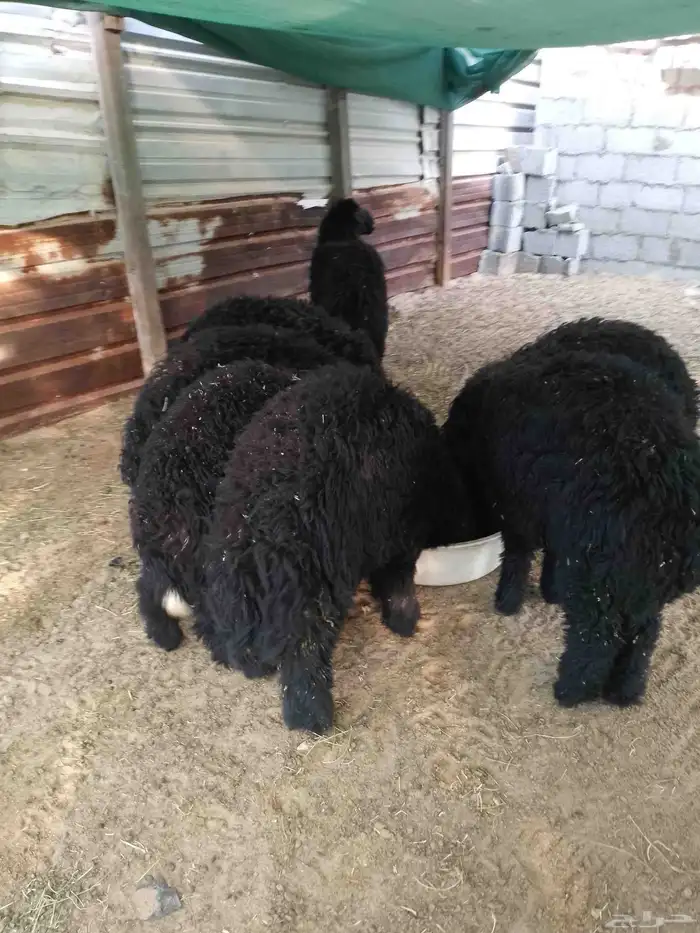 خرفان طليان ذبايح 1