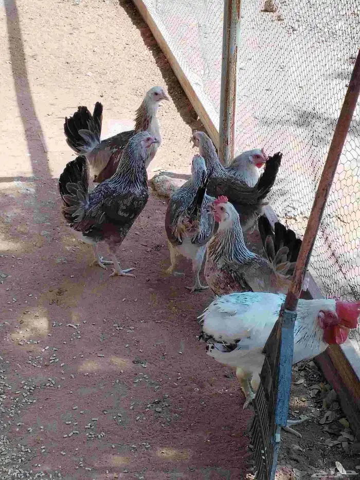 دجاج وديوك دندراوي 5