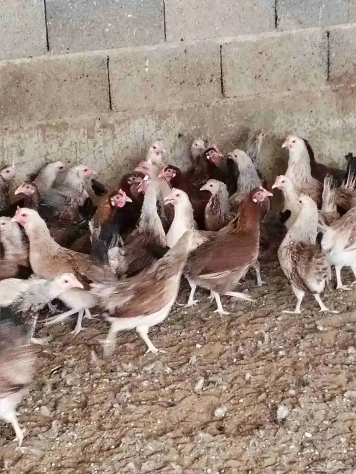 دجاج وديوك دندراوي 1