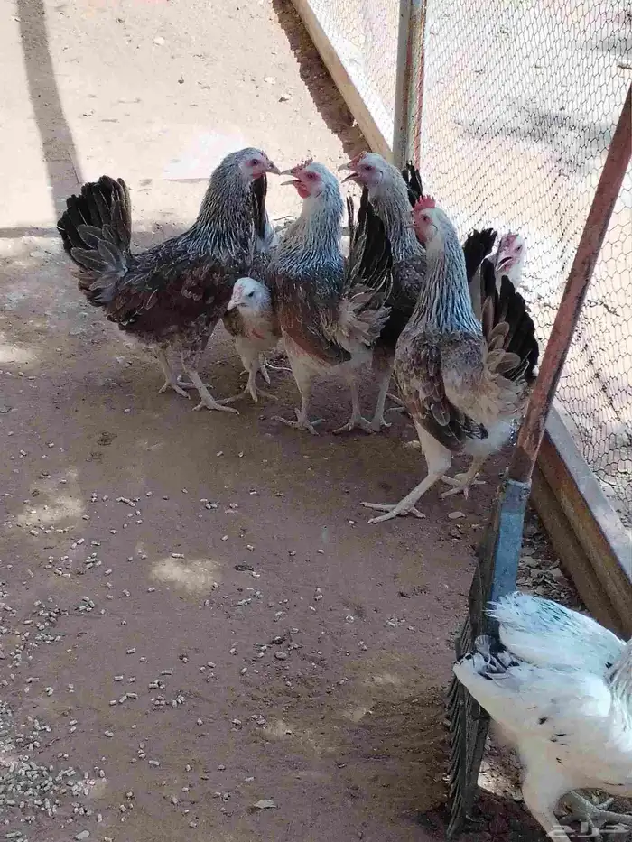 دجاج وديوك دندراوي 4