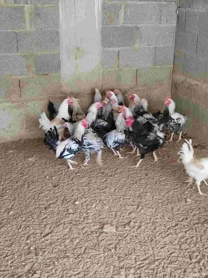 دجاج وديوك دندراوي 3