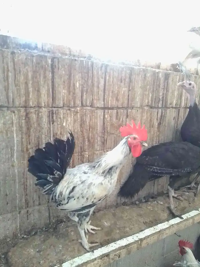 20 ديك بلدي للبيع 0