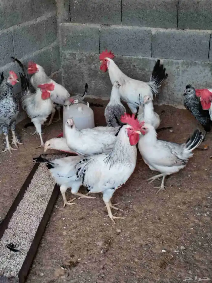 دجاج و ديوك فرنسي 0