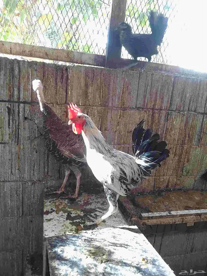 20 ديك بلدي للبيع 1