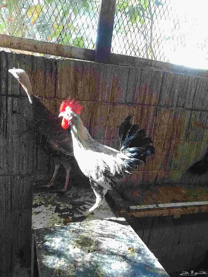 20 ديك بلدي للبيع 2