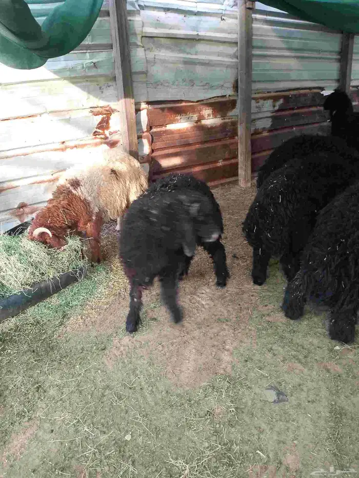 خرفان طليان ذبايح 3