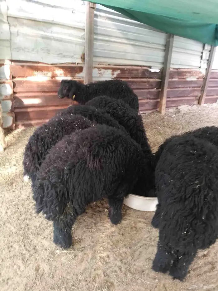 خرفان طليان ذبايح 0