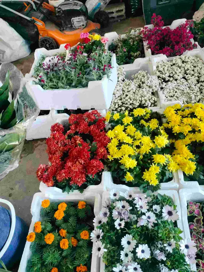 تنسيق حدائق وشبكات الري وأعمال البويات خارجي وداخلي والثيل 8