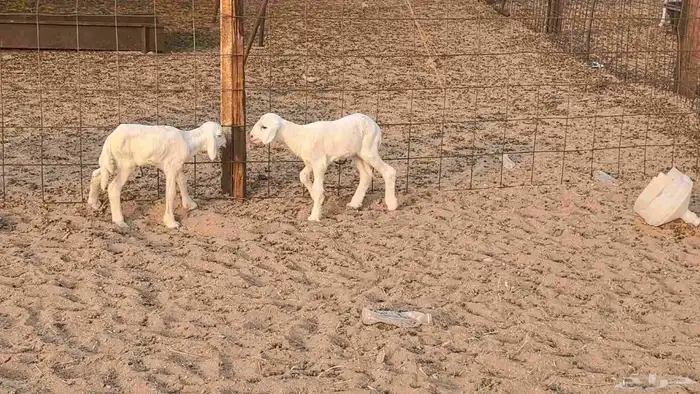 رخال حريات حرش صنف فاخر ضان مقاني صغار سن مراح 22