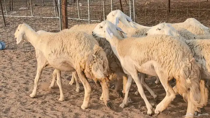 رخال حريات حرش صنف فاخر ضان مقاني صغار سن مراح 9