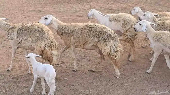 رخال حريات حرش صنف فاخر ضان مقاني صغار سن مراح 43