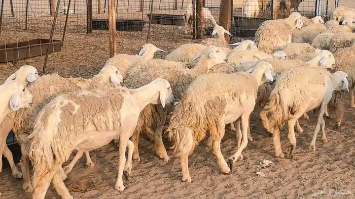 رخال حريات حرش صنف فاخر ضان مقاني صغار سن مراح 31