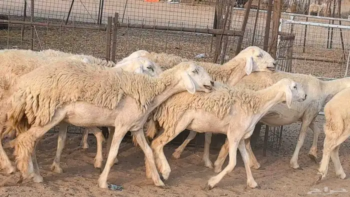 رخال حريات حرش صنف فاخر ضان مقاني صغار سن مراح 21