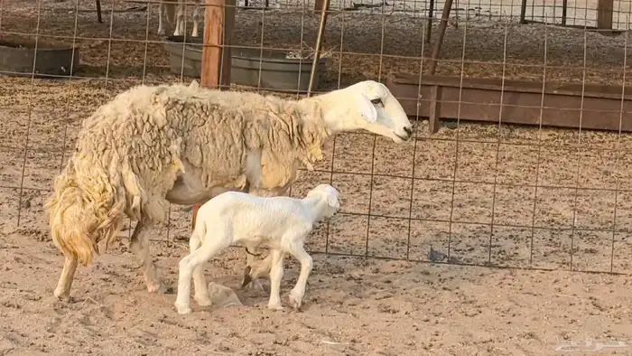 رخال حريات حرش صنف فاخر ضان مقاني صغار سن مراح 1