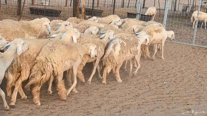 رخال حريات حرش صنف فاخر ضان مقاني صغار سن مراح 0