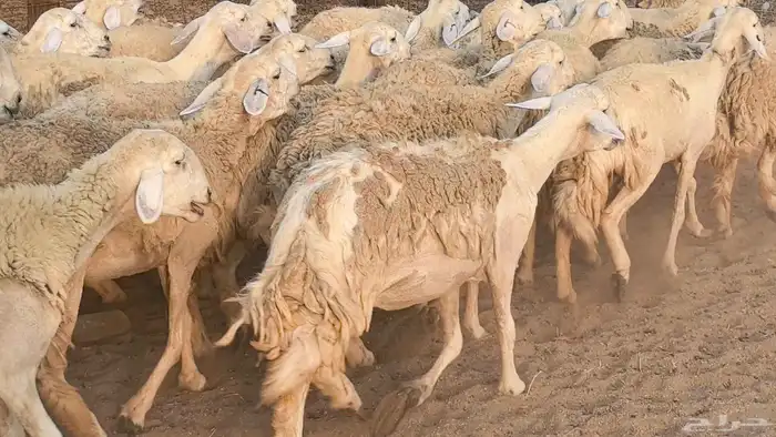 رخال حريات حرش صنف فاخر ضان مقاني صغار سن مراح 42