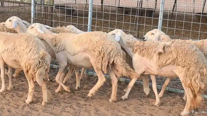 رخال حريات حرش صنف فاخر ضان مقاني صغار سن مراح 35